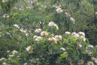 1740993893543919.jpg _0OB3609.JPG