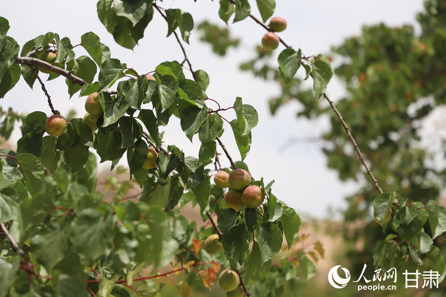 蘭溝村百畝杏林的杏子即將成熟。人民網(wǎng)記者 焦隆攝