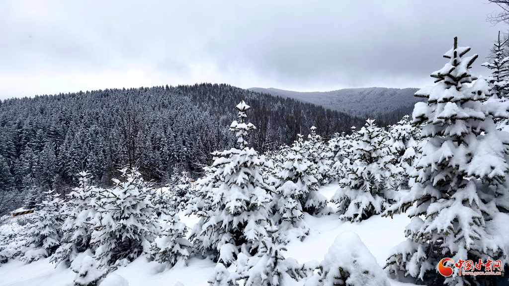 隴拍客|“水墨”太子山：一雪覆林海 丹青入靜巒