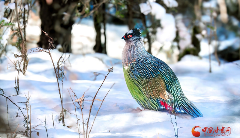隴拍客|祁連山巔“高山隱士”血雉的春日巡禮